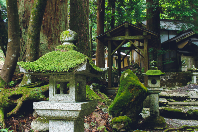 八幡神社の苔