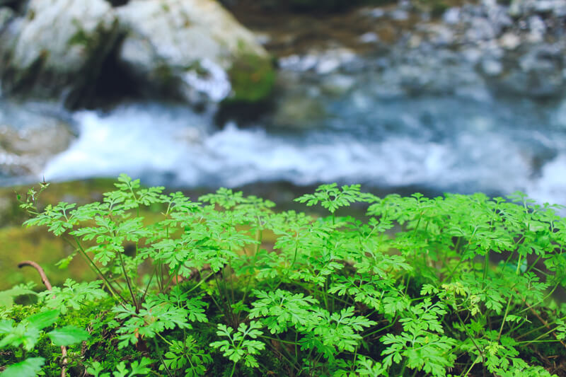 川沿いの芽