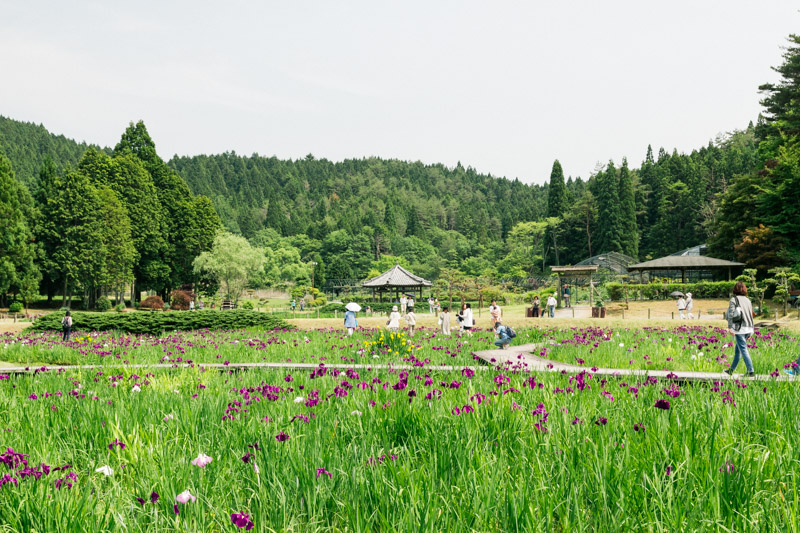 菖蒲のある風景１