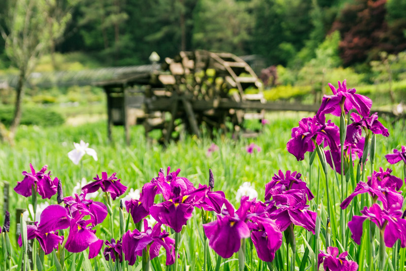 菖蒲のある風景６