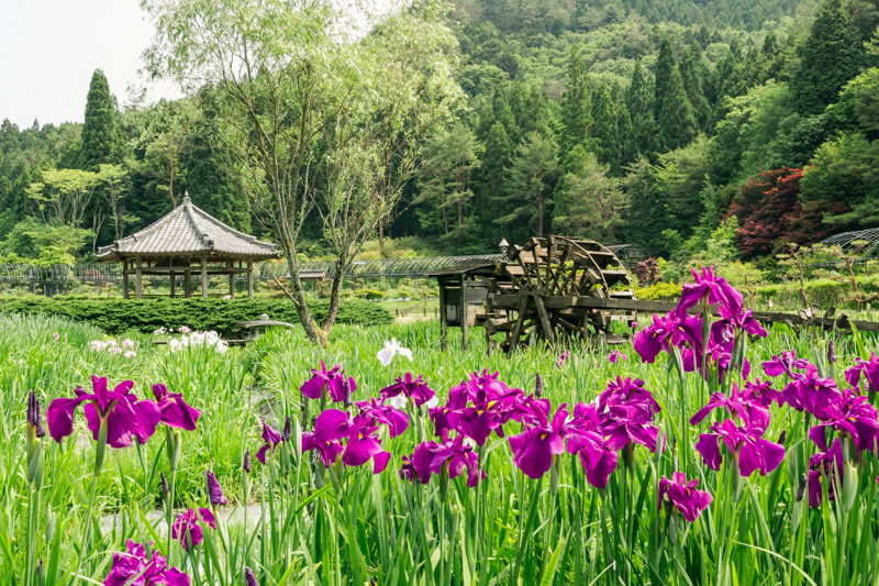 菖蒲のある風景８