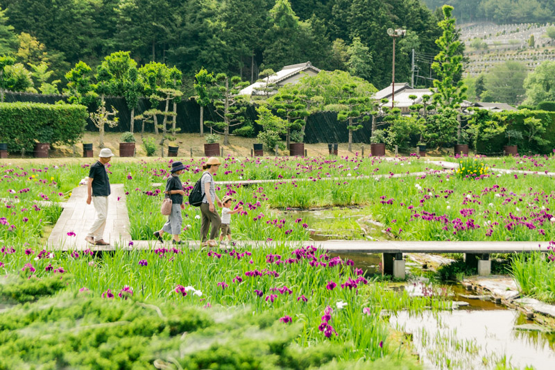 菖蒲のある風景９