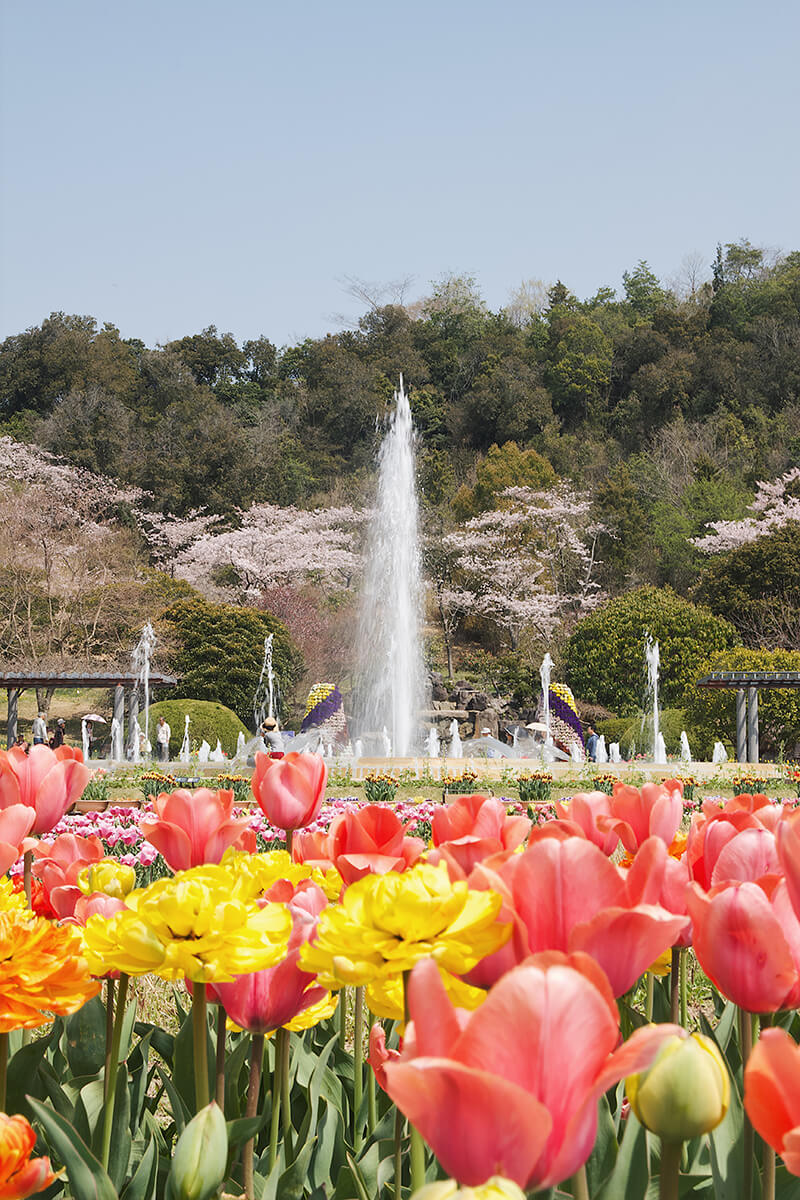 兵庫県立フラワーセンターのチューリップと噴水