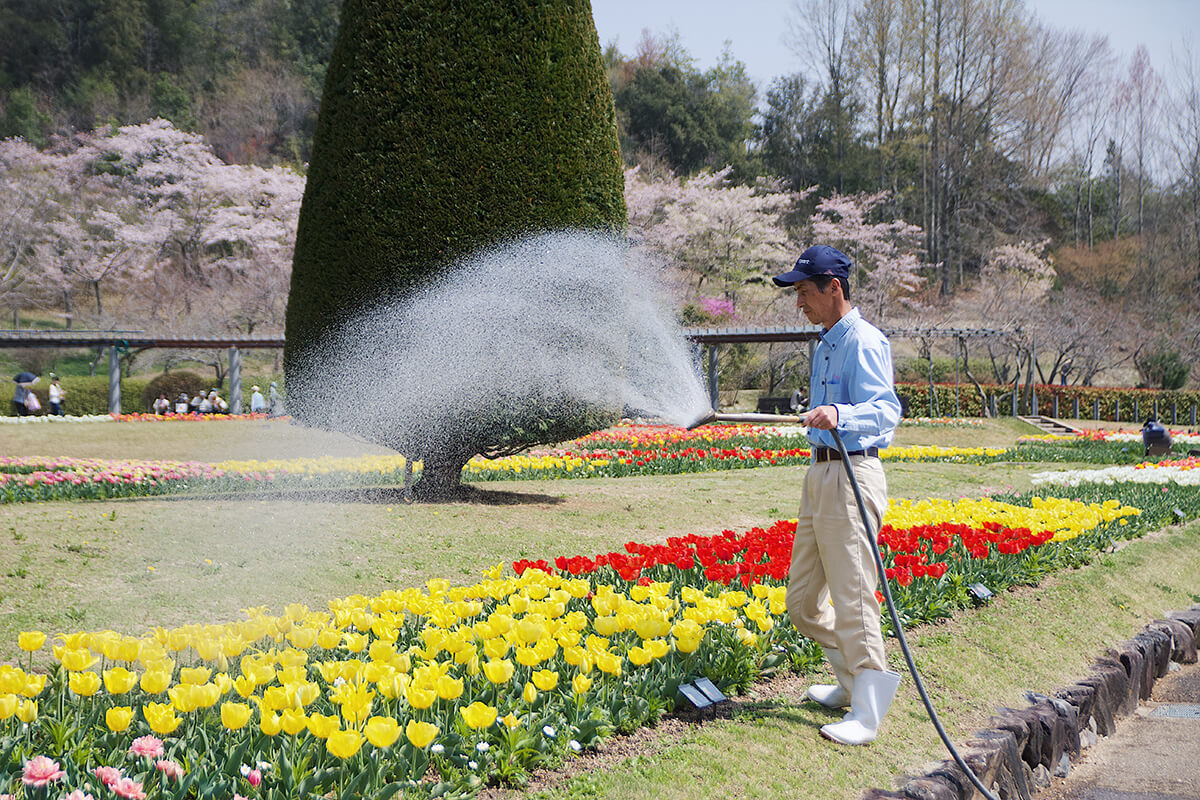 兵庫県立フラワーセンター水撒き