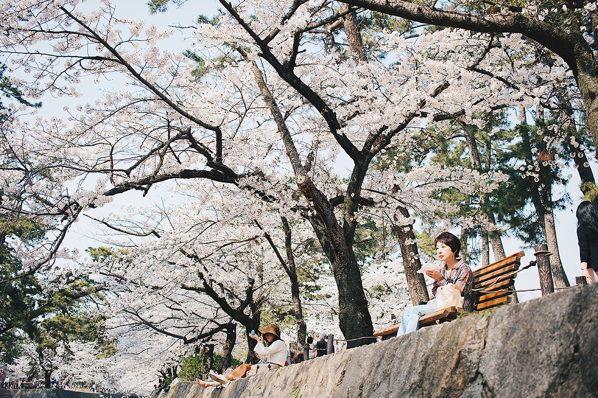 夙川の桜６