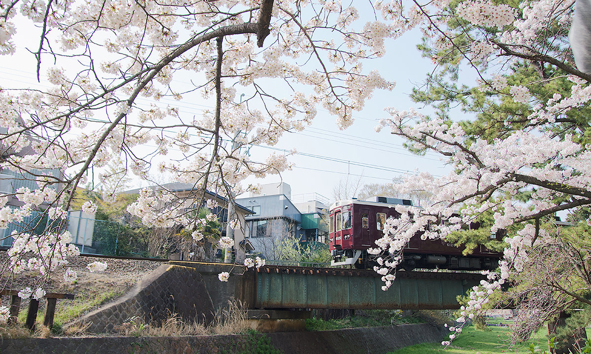 夙川の桜と阪急電車１