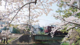 夙川の桜と阪急電車１