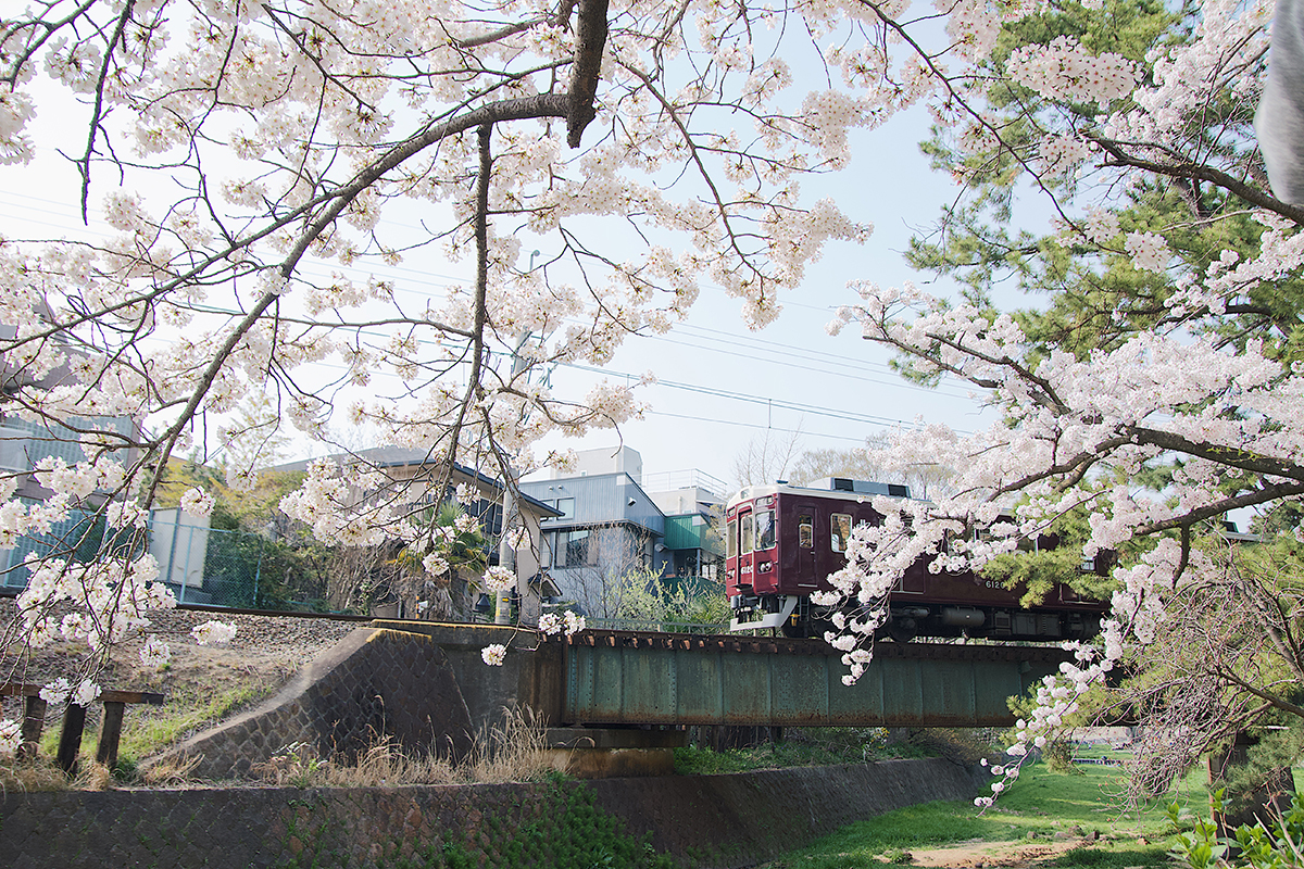 夙川の桜と阪急電車１