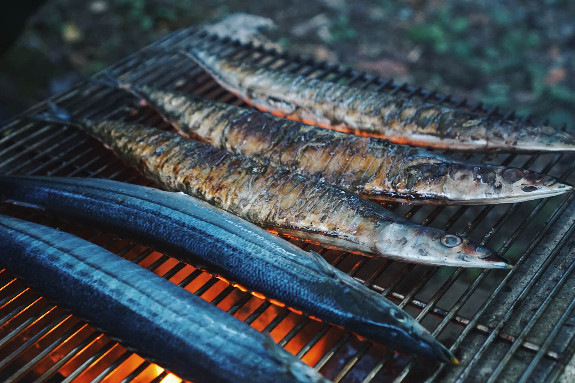 秋キャンプといえば秋刀魚な写真