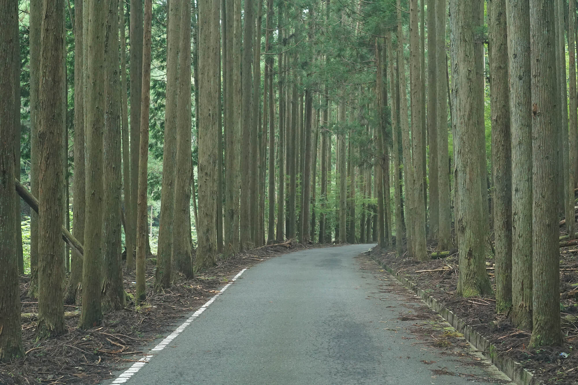 山崎アウトドアランドへの道の写真1